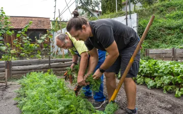 Munkatársak zöldséget takarítanak be a Baráthegyi Majorság kertjében